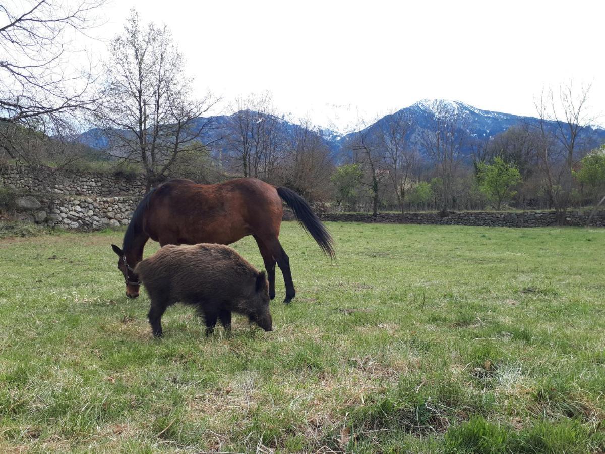 Willa Chalet Mont Canigo Corneilla-de-Conflent Zewnętrze zdjęcie